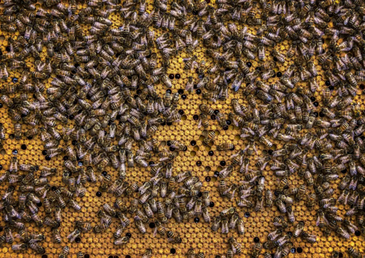Honey bees working across a capped frame